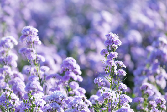 Dream in Lavender: Aromatherapy's Soothing Secret